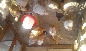 venta de pollos criollos de 1 mes de edad