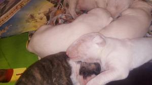 Bull Terrier Cachorros