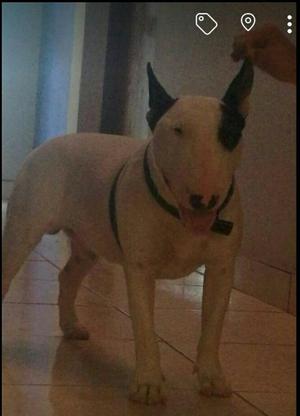 Busco Novia Bull Terrier