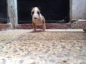 CACHORRO BULL TERRIER