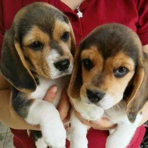 Cachorritos Beagles Tricolores