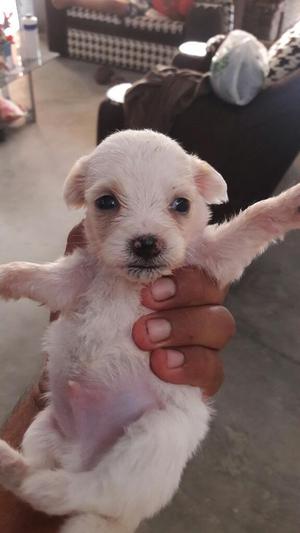 Cachorritos Chitzu Puros