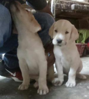 Cachorros