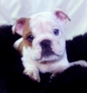 Cachorros Bulldog Hermosos