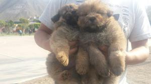 Cachorros Chowchow