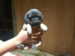 Cachorros Pug Carlinos
