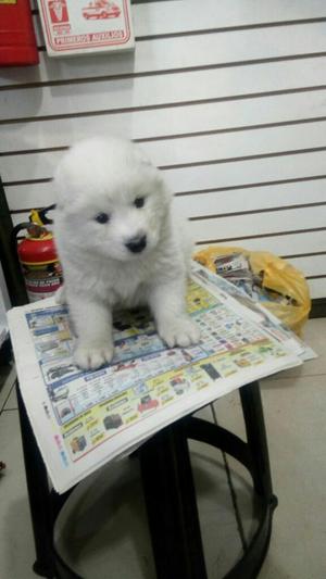 Cachorros Samoyedo