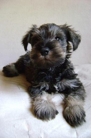 LINDOS CACHORROS schnauzer PURA SANGRE