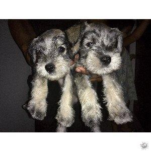 SCHNAUZER CACHORROS