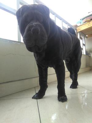 Sharpei Macho en Busca de Monta