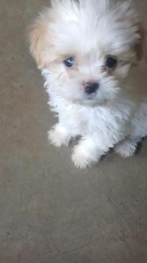 Shih Tzu