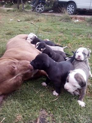 VENDO CACHORROS PITBULL