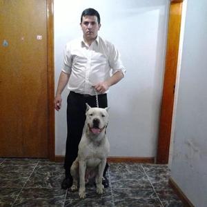 VENDO MIS HERMOSOS CACHORROS DOGO ARGENTINO PAPAS PRESENTES