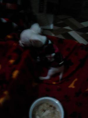 Vendo Chihuahua