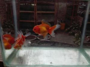 Vendo Goldfish oranda full cap