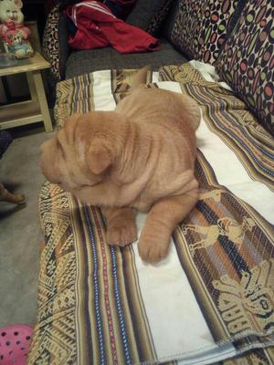 Vendo Hermosos Perros Sharpei