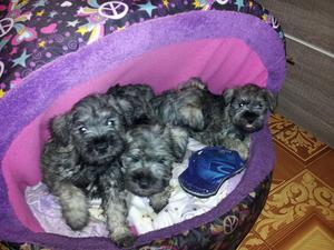 vendo perritos schnauzer