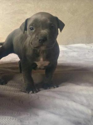 American Bully Remate!