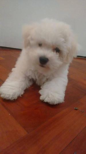 BELLOS BICHON FRISES SUPER CARIÑOSOS IDEAL NIÑOS ALERGICOS