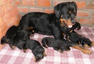 BIEN GUARDIANES Y PARA ADIESTRAMIENTO ROTTWEILER