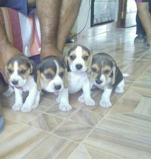 Beagle Tricolores Cachorros