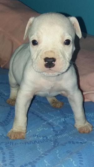 Cachorro Bully X Fusion No Pitbull