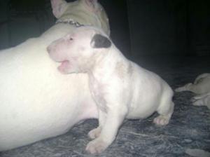 Cachorros Bullterrier