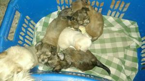 Cachorros Pekines Cruzados