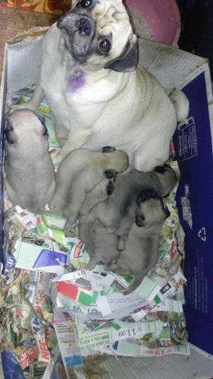 Cachorros Pug