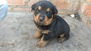 Cachorros Rottweiler