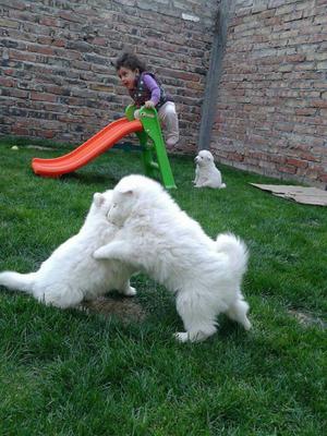 Cachorros Samoyedos