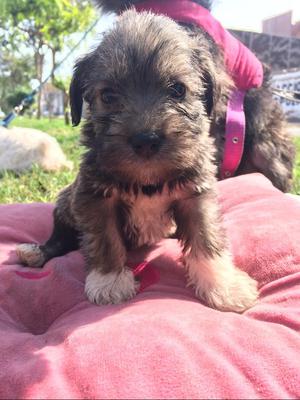 Cachorros Schnauzer