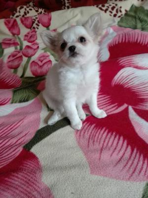 Chihuahua Hembra Blanca Hermosa