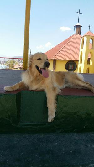 Golden Retriever Macho para Monta