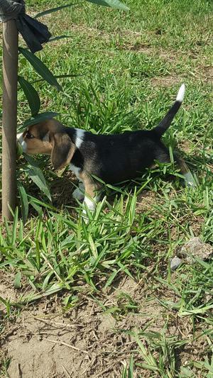 Hermoso Cachorrito Beagle Tricolor