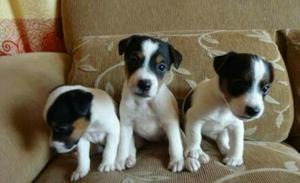 Jack Russell Cachorros