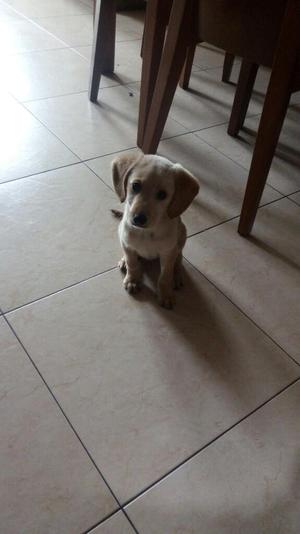 Labrador Cachorra