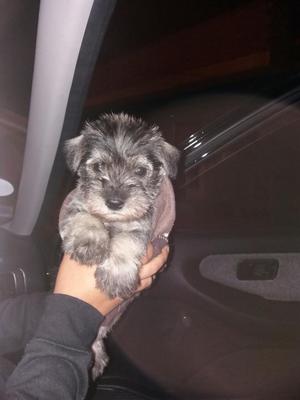 Perro Schnauzer Cachorro