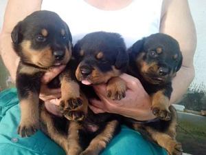 ROTTWEILER GURADIANES