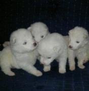 SAMOYEDOS LINDOS CACHORRITOS DOCILES