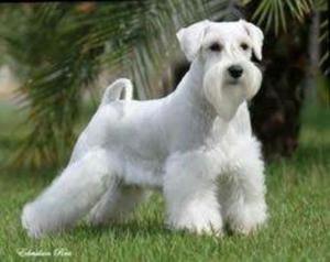 Schnaucer Blanco Busca Nuvia