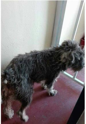 Schnauzer Busca Una Casita 