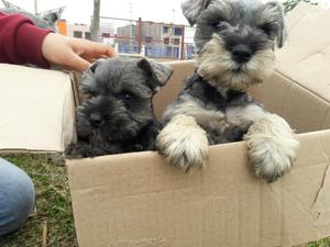 Schnauzer Mini Toy