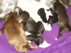 Se Vende Perritos