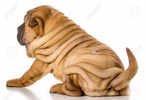 Sharpei