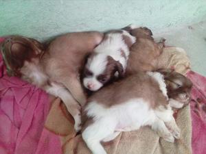 Vendo Cachorros Shizut