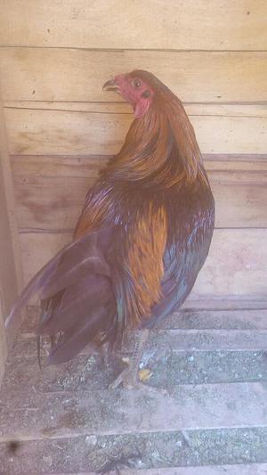 Vendo Gallo de Buena Linea de 9 Meses