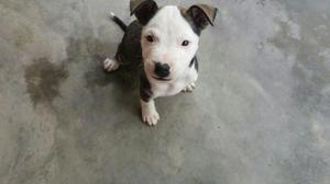 Vendo Pitbull Stanford 2 Meses C/ Vacuna