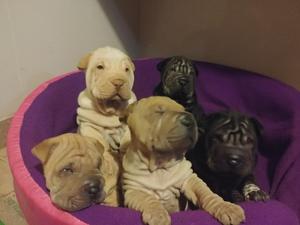 Venta de Cachorros de Rasa Sharpen