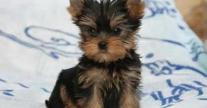 Yorkshire Terrier Toy